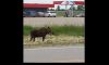 Moose visits Fessenden Image