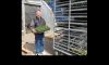 Jim Cromwell loads bedding plants-5/4/13 issue Image
