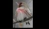 Common red poll finch common here, this year - Dec 29 issue Image