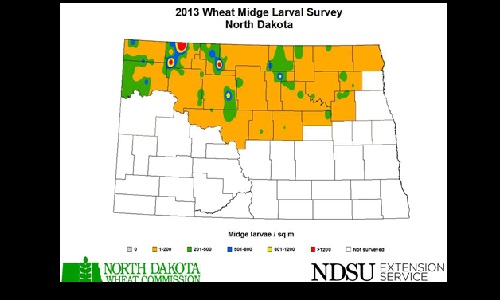 2013 Wheat Midge Image