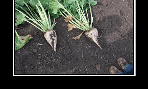 Biobeets Image
