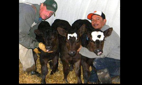Hart Ranch gets Triplets . Apr 13 issue Image