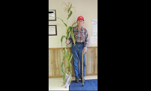 Four-eared corn stalk Image
