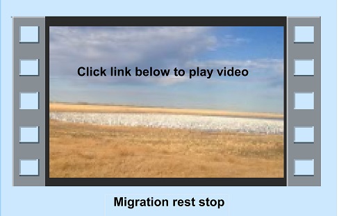 Goose Migration 2016 Image