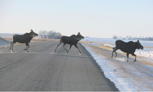 Moose crossing Image