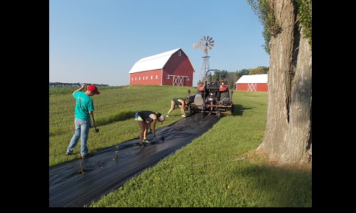 SCD Tree Planting - 7/6/13 Image