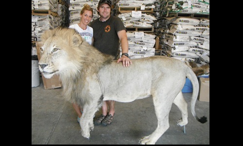 Safari in Harvey Image