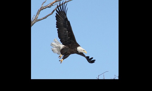 Bald Eagle Image