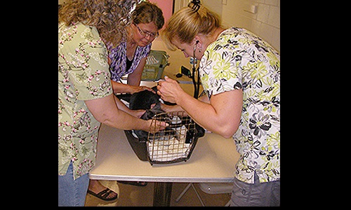 Small animal vet clinic Image