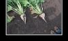 Biobeets Image