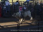Bull-o-rama Image