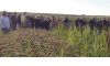Cover Crop Tour Image