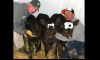 Hart Ranch gets Triplets . Apr 13 issue Image