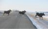 Moose crossing Image