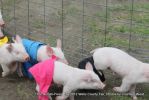 Racing Pigs Image